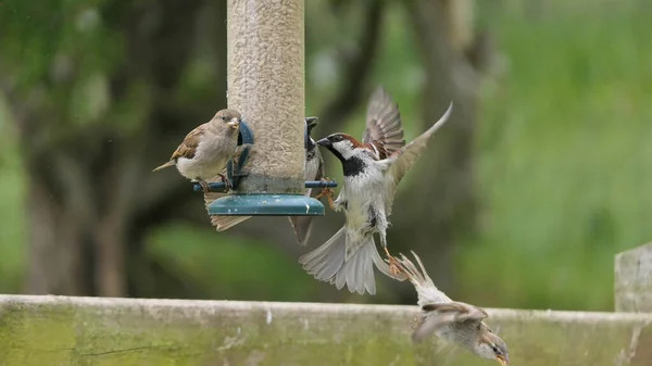 House Sparrow Luchando Comedero Semillas Mesa Aves Reino Unido —  Fotos de Stock