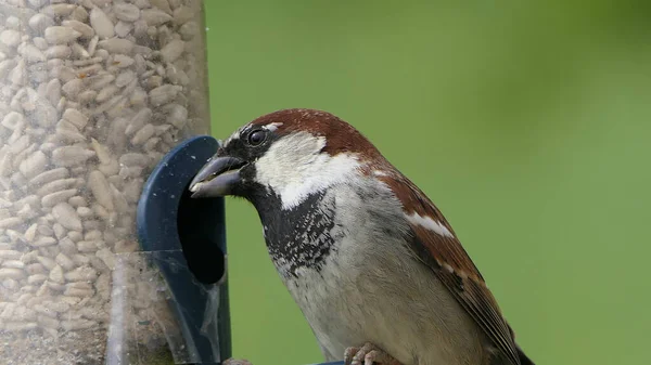 House Sparrow feeding at a seed feeder at bird table in UK