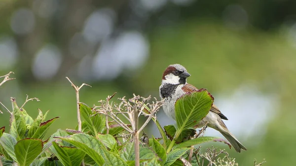 House Sparrow sitting in a hedge in UK