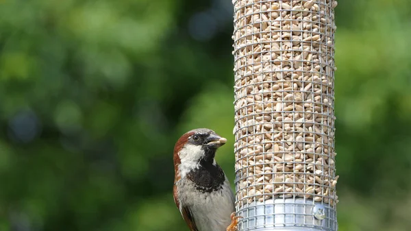 House Sparrow feeding at a seed feeder at bird table in UK