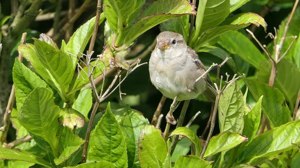 House Sparrow sitting in a hedge in the UK