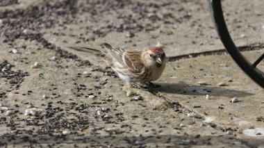 İngiltere 'de yerden beslenen daha az kırmızı anket