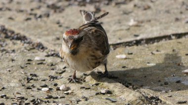 İngiltere 'de yerden beslenen daha az kırmızı anket