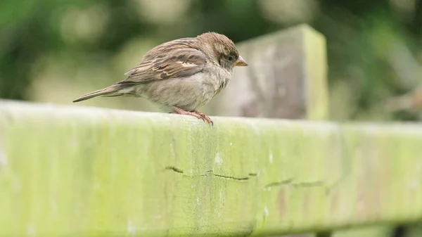 Casa Sparrow Sentado Uma Cerca Reino Unido — Fotografia de Stock