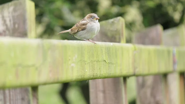 Casa Sparrow Sentado Uma Cerca Reino Unido — Fotografia de Stock