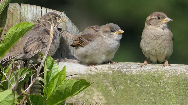 Haussperling Sitzt Auf Einem Zaun Großbritannien — Stockfoto