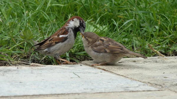 Sparrow Hanesi Ngiltere Bir Çitin Üzerinde Oturuyor — Stok fotoğraf