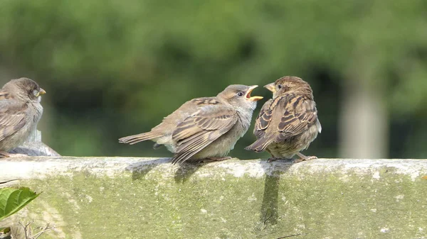 Casa Sparrow Sentado Uma Cerca Reino Unido — Fotografia de Stock