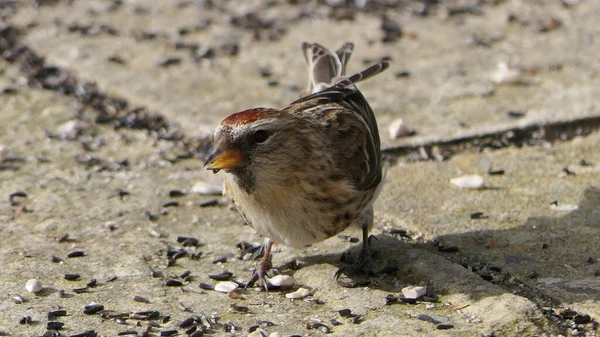 Menor Redpoll Alimentação Solo Reino Unido — Fotografia de Stock