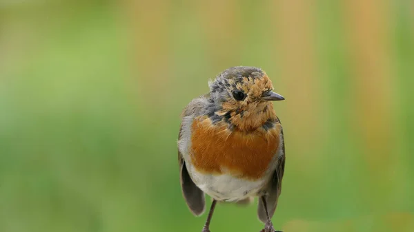 Robin Chick Zoek Naar Voedsel Het Verenigd Koninkrijk — Stockfoto