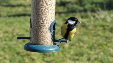 Great Tit feeding from a bird table in the UK