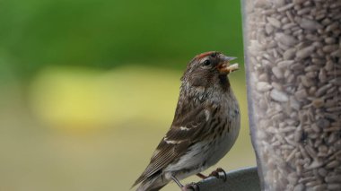 İngiltere 'deki kuş masasındaki bir Besleyici' den beslenen az sayıdaki Redpoll.