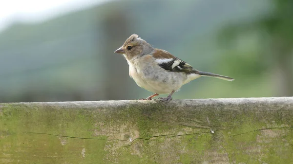 Chaffinch Sentado Uma Cerca Reino Unido — Fotografia de Stock