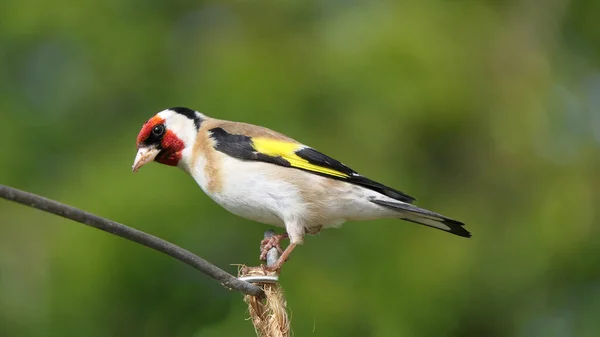 Goldfinch Vratech Lese Velké Británii — Stock fotografie