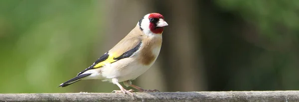 Goldfinch Una Puerta Bosque Reino Unido — Foto de Stock