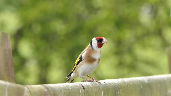 Goldfinch Una Puerta Bosque Reino Unido — Foto de Stock