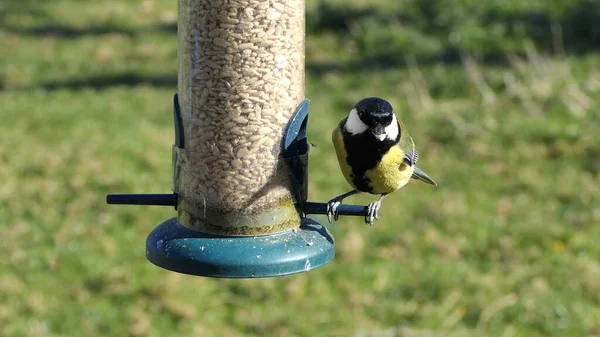 Great Tit feeding from a bird table in the UK