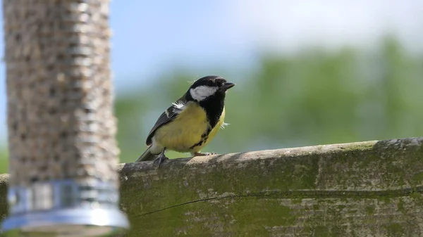 Great Tit feeding from a bird table in the UK