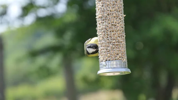 Great Tit Feeding Bird Table — Fotografia de Stock