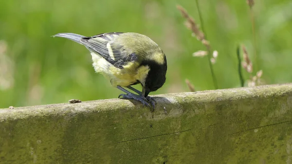 Great Tit feeding from a bird table in the UK