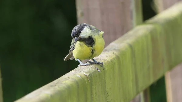 Kohlmeisen Ernähren Sich Von Einem Vogeltisch Großbritannien — Stockfoto