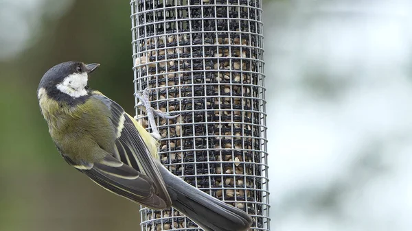 Great Tit feeding from a bird table in the UK