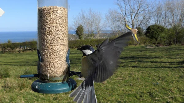 Great Tit Feeding Bird Table — Stock Photo, Image