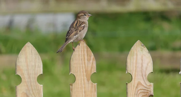 Casa Sparrow Sentado Uma Cerca Reino Unido — Fotografia de Stock