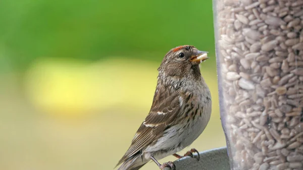 Ngiltere Deki Kuş Masasındaki Bir Besleyici Den Beslenen Sayıdaki Redpoll — Stok fotoğraf