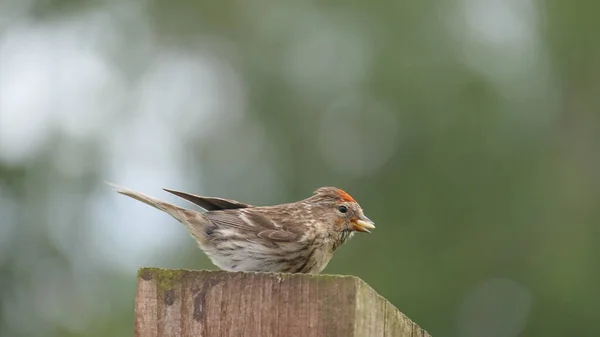 Menor Redpoll Alimentação Alimentador Mesa Pássaros Reino Unido — Fotografia de Stock