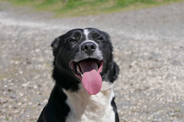 Border Collie Sheepdog with a long tongue on a sunny day