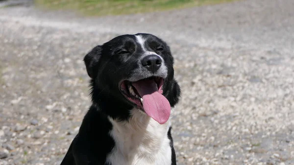 Border Collie Sheepdog with a long tongue on a sunny day