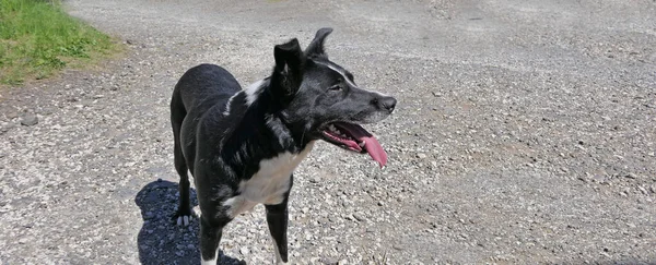 Fronteira Collie Sheepdog Com Uma Língua Longa Dia Ensolarado — Fotografia de Stock