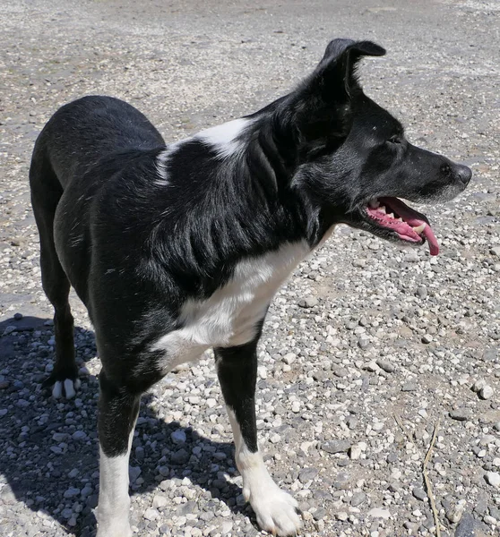 Border Collie Perro Pastor Con Una Lengua Larga Día Soleado —  Fotos de Stock