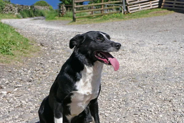 Border Collie Sheepdog Μια Μακριά Γλώσσα Μια Ηλιόλουστη Μέρα — Φωτογραφία Αρχείου