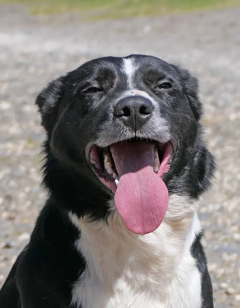 Border Collie Perro Pastor Con Una Lengua Larga Día Soleado —  Fotos de Stock