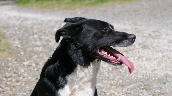 Border Collie Perro Pastor Con Una Lengua Larga Día Soleado —  Fotos de Stock