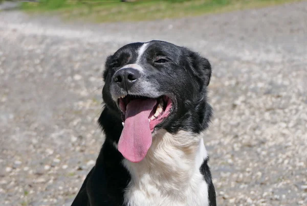 Border Collie Perro Pastor Con Una Lengua Larga Día Soleado —  Fotos de Stock