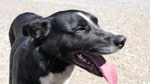 Collie Sheepdog with a long tongue on a sunny day