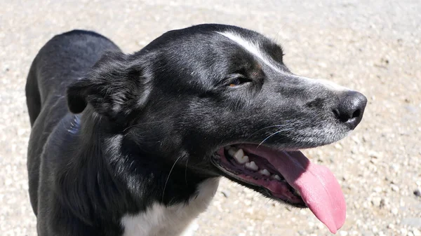 Collie Sheepdog Con Una Lengua Larga Día Soleado —  Fotos de Stock