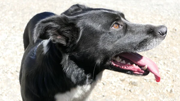 Collie Sheepdog Egy Hosszú Nyelv Egy Napsütéses Napon — Stock Fotó