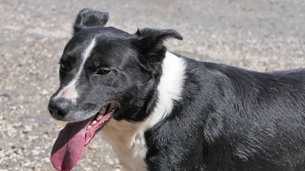 Border Collie Perro Pastor Con Una Lengua Larga Día Soleado —  Fotos de Stock