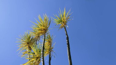 Metin kopyası için mavi gökyüzü arkaplanı ile rüzgarda esen palmiye ağaçları