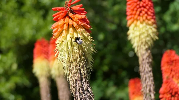 Bee Red Hot Poker Kniphofia Full Bloom Garden — стоковое фото