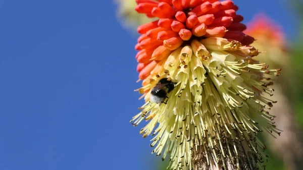 Μέλισσα Ένα Κόκκινο Ζεστό Πόκερ Kniphofia Πλήρη Άνθιση Έναν Κήπο — Φωτογραφία Αρχείου