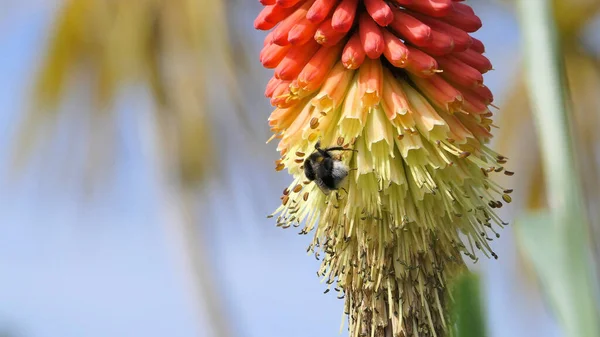 Μέλισσα Ένα Κόκκινο Ζεστό Πόκερ Kniphofia Πλήρη Άνθιση Έναν Κήπο — Φωτογραφία Αρχείου