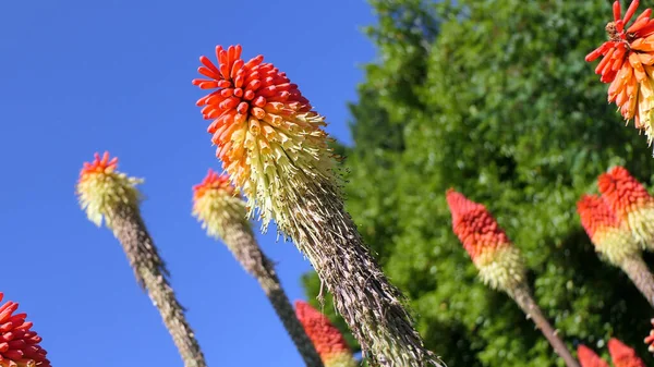 Red Hot Poker Kniphofia Voller Blüte Einem Garten — Stockfoto