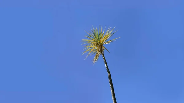Palmy Foukání Větru Modrým Nebem Pozadí Pro Text Kopie — Stock fotografie