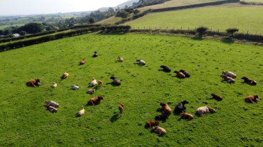 Aerial photo of Cattle Cows a Bull and Calves in a field of grass at farm in UK clipart