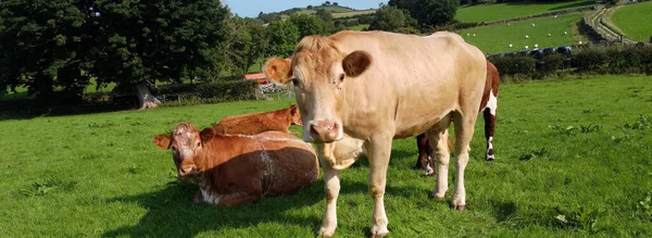 Aerial Photo Cattle Cows Bull Calves Field Grass Farm — Stock Photo, Image